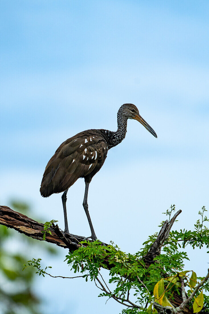 A Limpkin, Aramus guarauna, perched in a tree along the New River in the Orange Walk District of Belize.\n