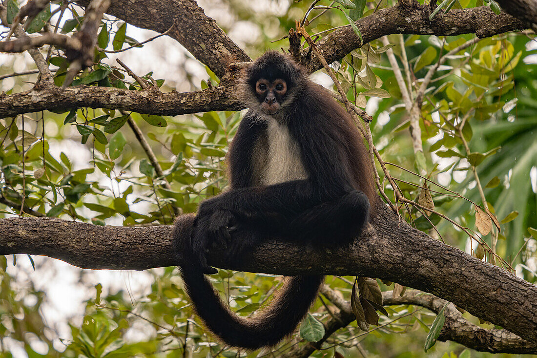 A Yucatan Spider Monkey or Mexican Spider Monkey, Ateles geoffroyi vellerosus, sitting in a tree in the Belize Zoo.\n