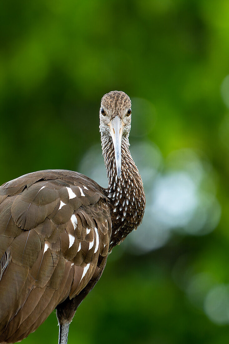 A Limpkin, Aramus guarauna, perched in a tree along the New River in the Orange Walk District of Belize.\n