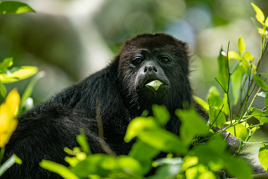 A Yucatan Black Howler Monkey, Alouatta pigra, eating leaves in a tree at the Lamanai Archeological Reserve in Belize.\n