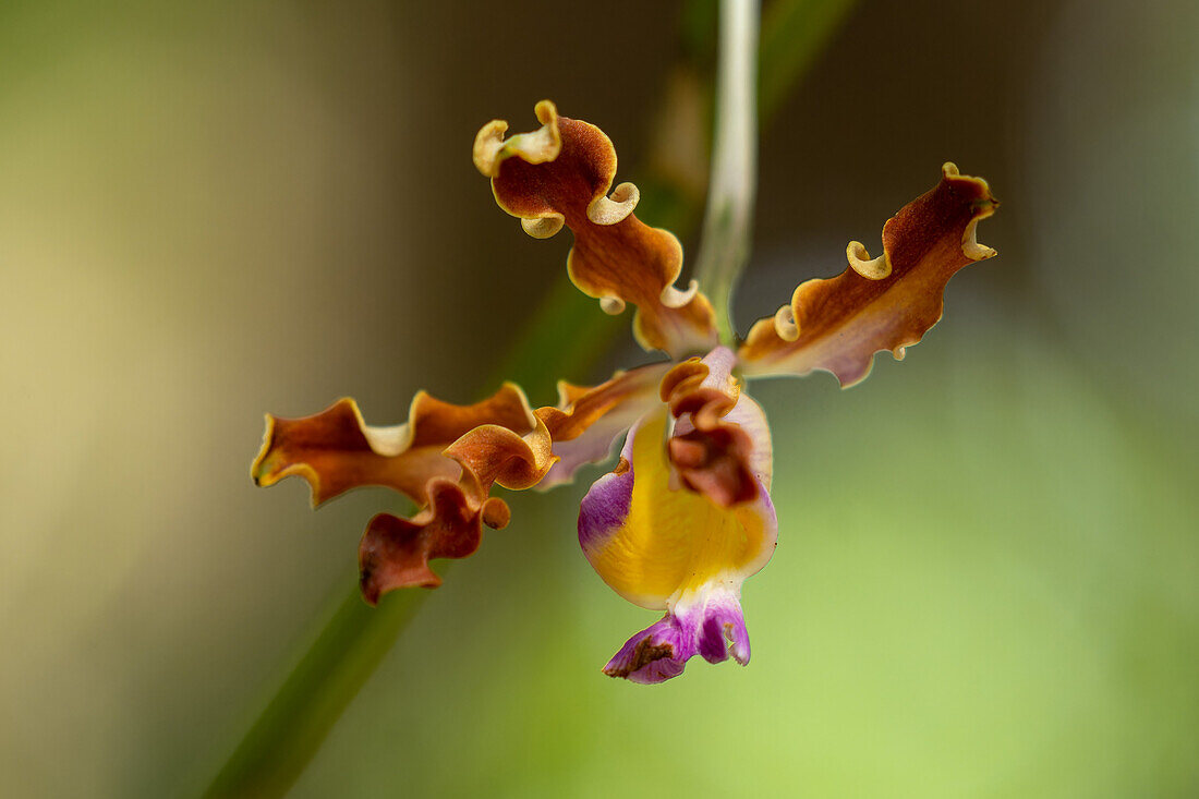 Die Schomburgkia des Trompetenspielers, Myrmecophila tibicinis, eine kleine epiphytische Orchidee am New River in Belize.