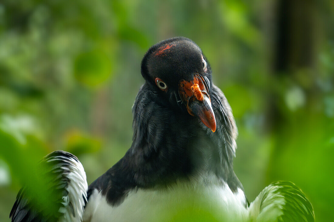 Ein Königsgeier, Sarcoramphus papa, im Zoo von Belize.