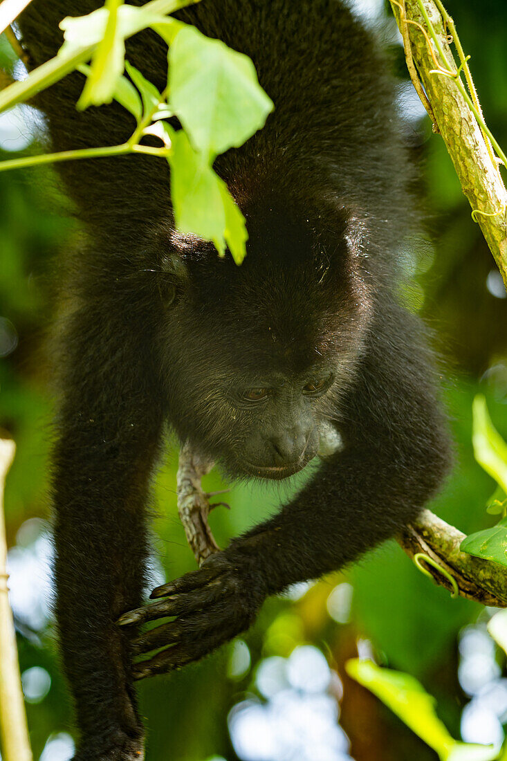 A young Yucatan Black Howler Monkey, Alouatta pigra, in the rainforest at the Lamanai Archeological Reserve in Belize.\n