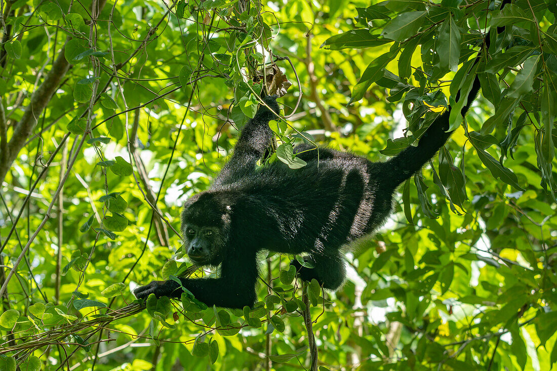 A Yucatan Black Howler Monkey, Alouatta pigra, in the rainforest at the Lamanai Archeological Reserve in Belize.\n