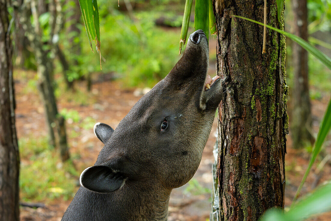 Der vom Aussterben bedrohte Baird-Tapir, Tapirus bairdii, versucht im Zoo von Belize, ein Palmenblatt zu erreichen.
