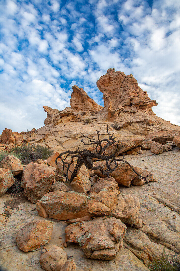 Navajo-Sandstein-Felsformationen und Totholz im Grand Staircase-Escalante National Monument in Utah.