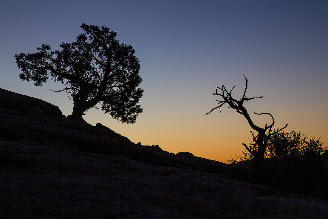Juniper tree silhouette at sunrise in the Grand Staircase-Escalante National Monument in Utah.\n