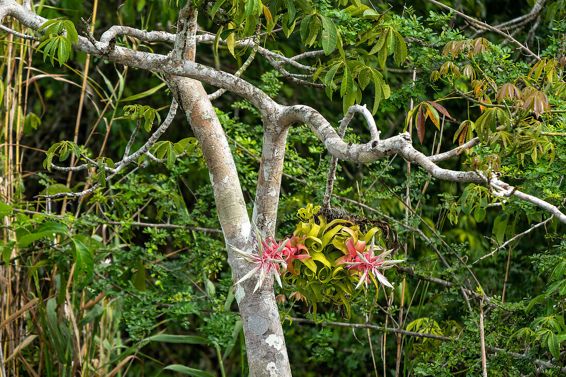 Der rosafarbene Blütenstand und die Blüten einer Shirley Temple Pant, Tillandsia streptophylla, an einem Baum am New River in Belize.