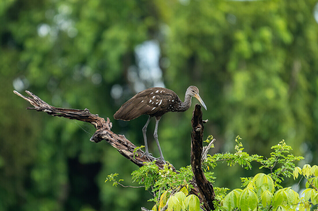 A Limpkin, Aramus guarauna, perched in a tree along the New River in the Orange Walk District of Belize.\n