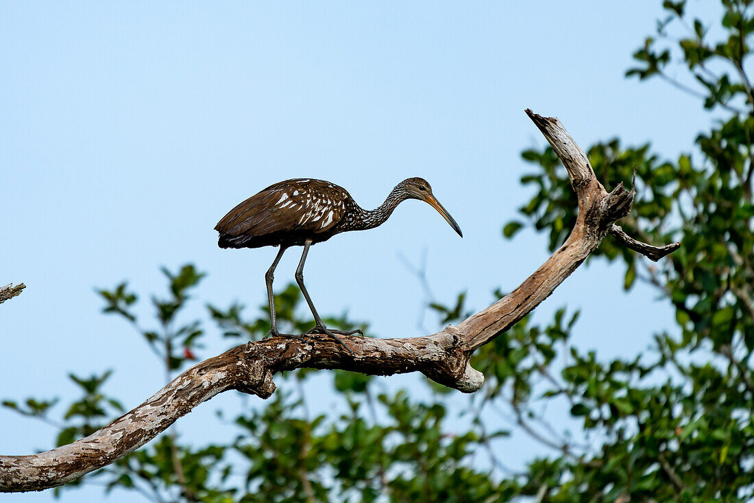 A Limpkin, Aramus guarauna, perched in a tree along the New River in the Orange Walk District of Belize.\n