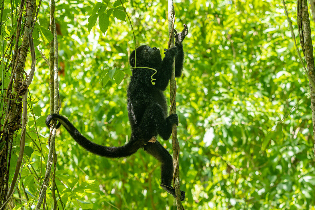 A young Yucatan Black Howler Monkey, Alouatta pigra, in the rainforest at the Lamanai Archeological Reserve in Belize.\n
