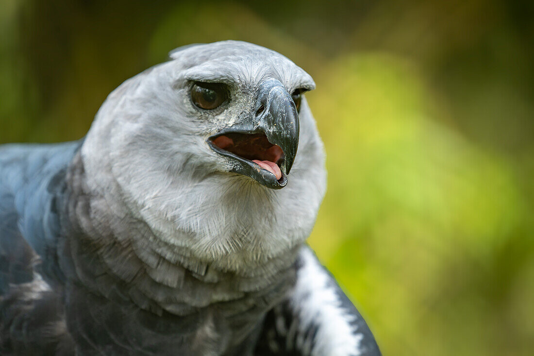 Ein Harpyienadler, Harpia harpyja, im Zoo von Belize.