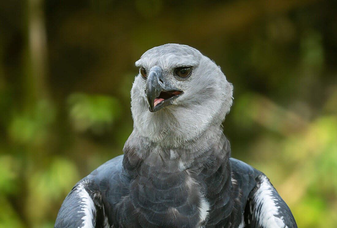 A Harpy Eagle, Harpia harpyja, in the Belize Zoo.\n