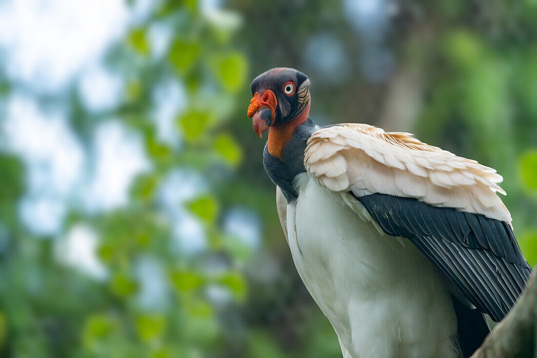 A King Vulture, Sarcoramphus papa, in the Belize Zoo.\n