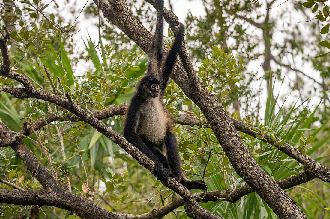 A Yucatan Spider Monkey or Mexican Spider Monkey, Ateles geoffroyi vellerosus, in a tree in the Belize Zoo.\n
