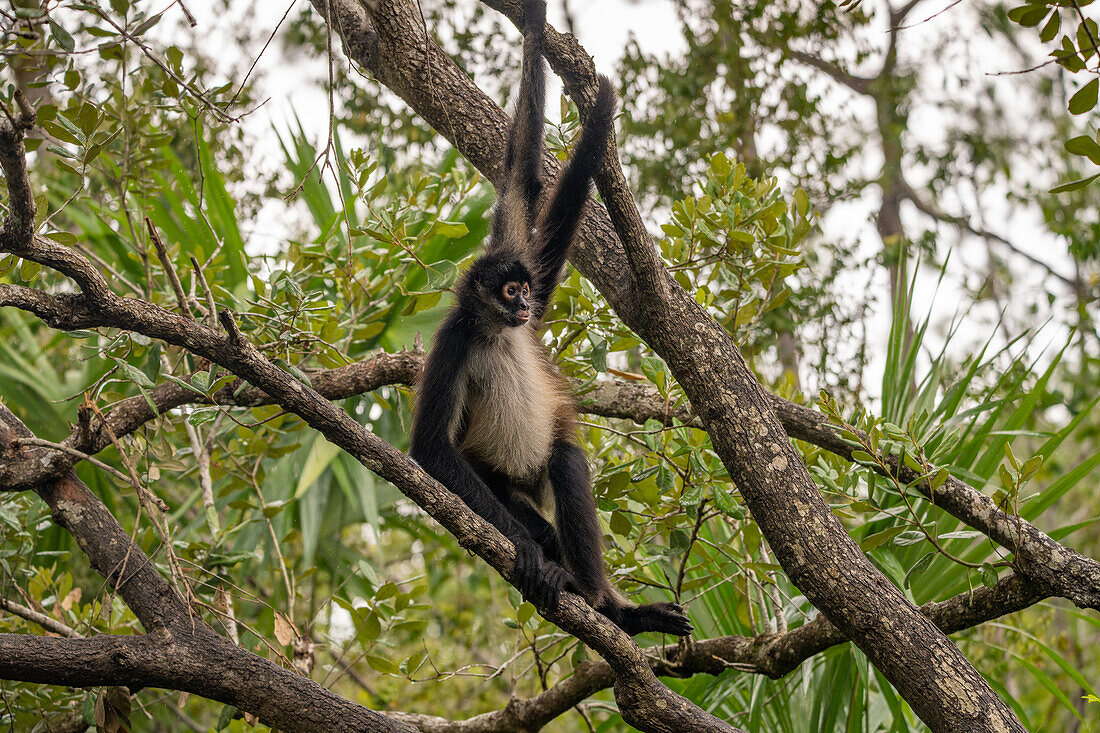 Ein Yucatan-Klammeraffe oder Mexikanischer Klammeraffe, Ateles geoffroyi vellerosus, in einem Baum im Zoo von Belize.