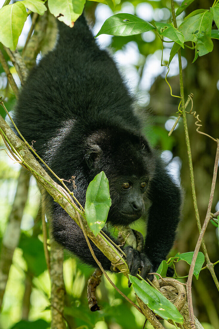 A young Yucatan Black Howler Monkey, Alouatta pigra, in the rainforest at the Lamanai Archeological Reserve in Belize.\n