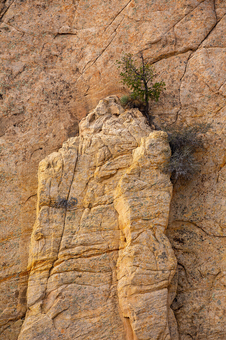 A pinyon pine growing a Navajo sandstone rock formation in the Grand Staircase-Escalante National Monument in Utah.\n