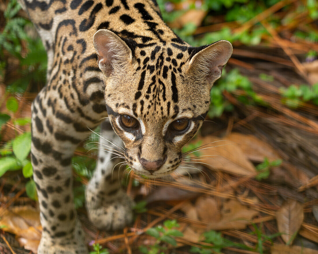 Ein Ozelot, Leopardus pardalis, im Zoo von Belize.