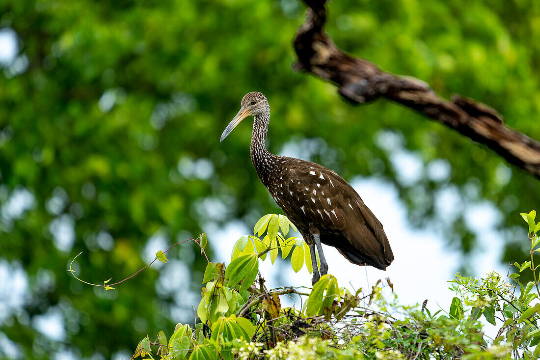 Ein Limpkin, Aramus guarauna, sitzt in einem Baum am New River im Orange Walk District von Belize.