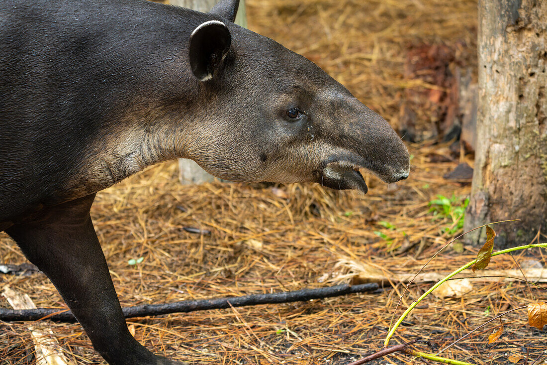 Der gefährdete Baird-Tapir, Tapirus bairdii, im Zoo von Belize.