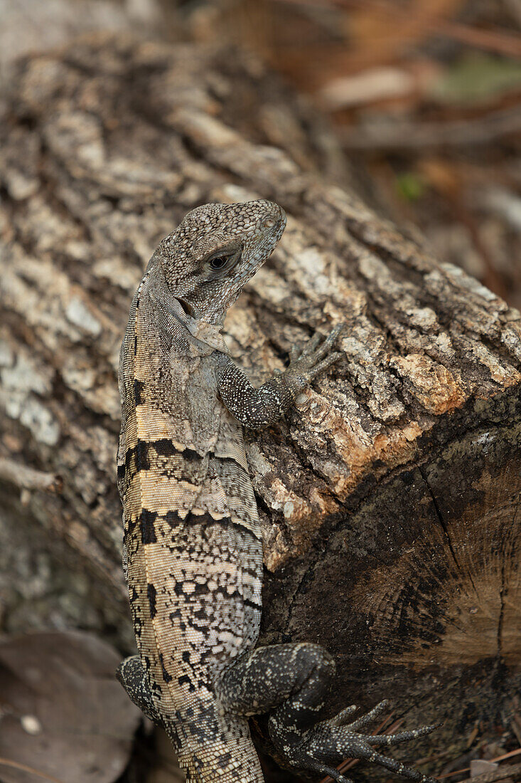 A female Black Spiny-Tailed Iguana, Ctenosaura similis, roaming free in the Belize Zoo.\n