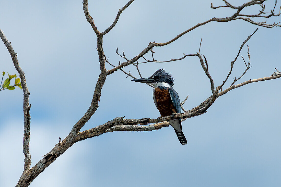 A Ringed Kingfisher, Megaceryle torquat, perched in a tree along the New River in the Orange Walk District of Belize.\n