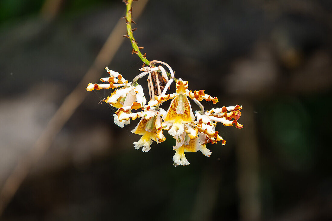 An epiphytic orchid, Myrmecophila christinae, in bloom along the New River in the Orange Walk District of Belize.\n