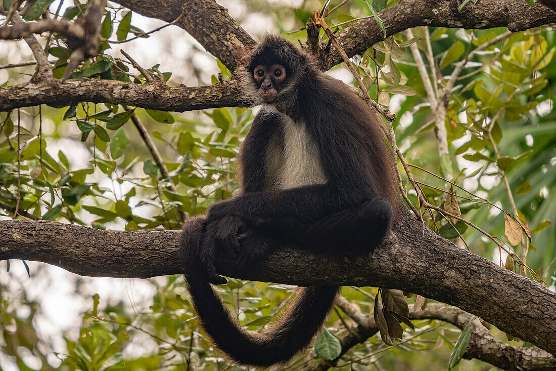 A Yucatan Spider Monkey or Mexican Spider Monkey, Ateles geoffroyi vellerosus, sitting in a tree in the Belize Zoo.\n