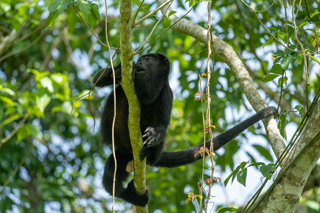 A male Yucatan Black Howler Monkey, Alouatta pigra, in the rainforest at the Lamanai Archeological Reserve in Belize.\n
