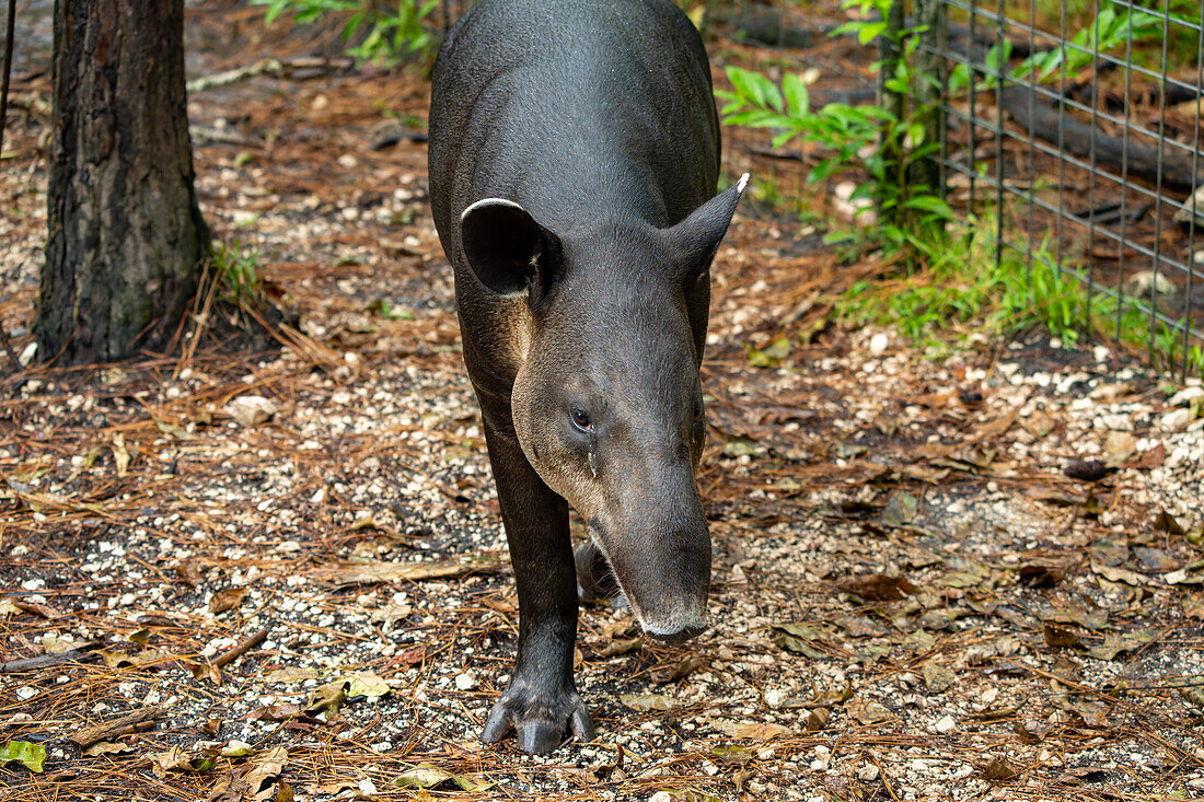 Der vom Aussterben bedrohte Bairdtapir, Tapirus bairdii, im Zoo von Belize.