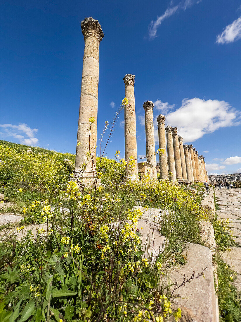 Flowers in front of columns in the ancient city of Jerash, believed to be founded in 331 BC by Alexander the Great, Jerash, Jordan, Middle East\n