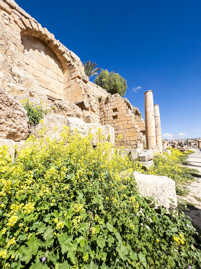 Blumen vor den Säulen in der antiken Stadt Jerash, die vermutlich 331 v. Chr. von Alexander dem Großen gegründet wurde, Jerash, Jordanien, Naher Osten