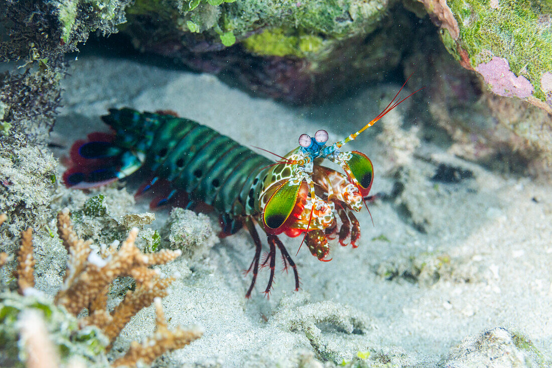 An adult peacock mantis (Odontodactylus scyllarus), in the Equator Islands, Raja Ampat, Indonesia, Southeast Asia, Asia\n