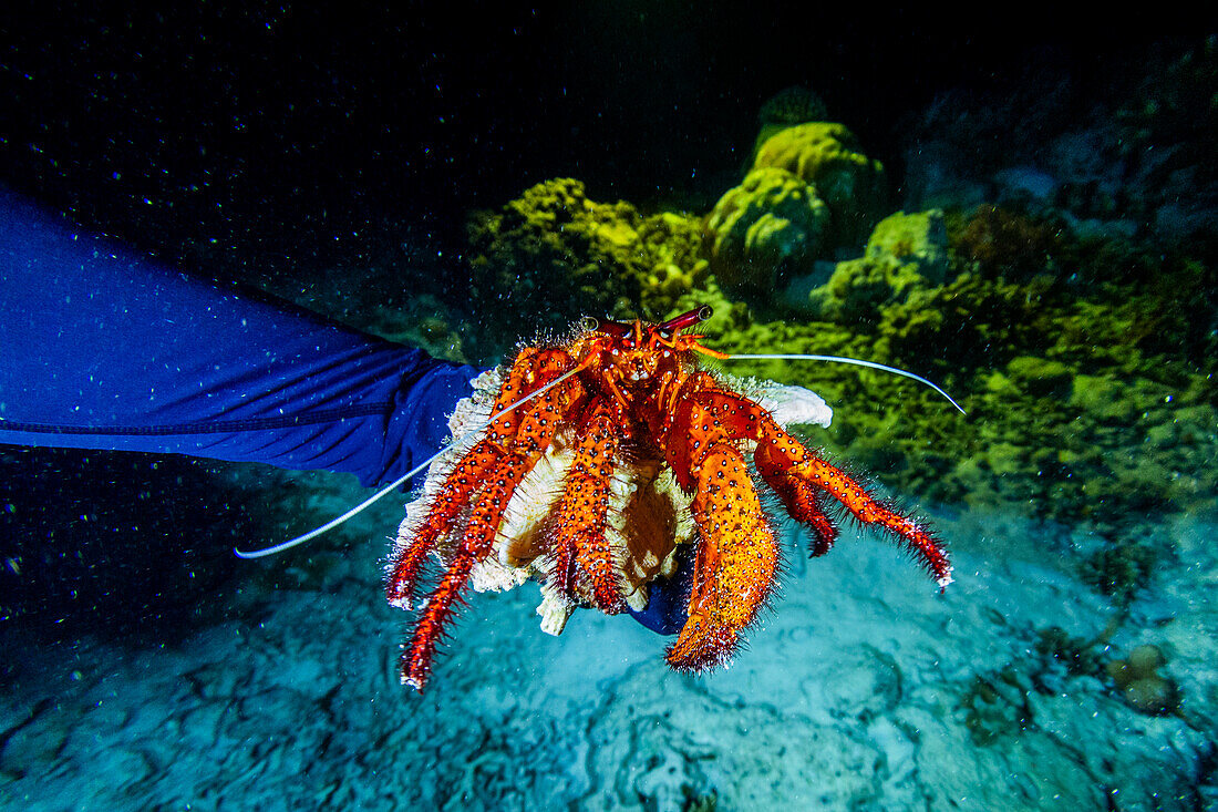 Ein ausgewachsener Weißfleck-Einsiedlerkrebs (Dardanus megistos), angetroffen bei einem Nachttauchgang am Arborek-Riff, Raja Ampat, Indonesien, Südostasien, Asien