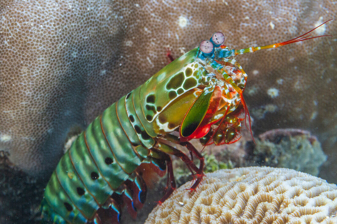 An adult peacock mantis (Odontodactylus scyllarus), in the Equator Islands, Raja Ampat, Indonesia, Southeast Asia, Asia\n
