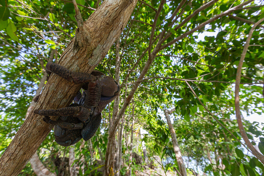 Eine ausgewachsene Kokosnusskrabbe (Birgus latro), an Land auf der Insel Gam, Raja Ampat, Indonesien, Südostasien, Asien