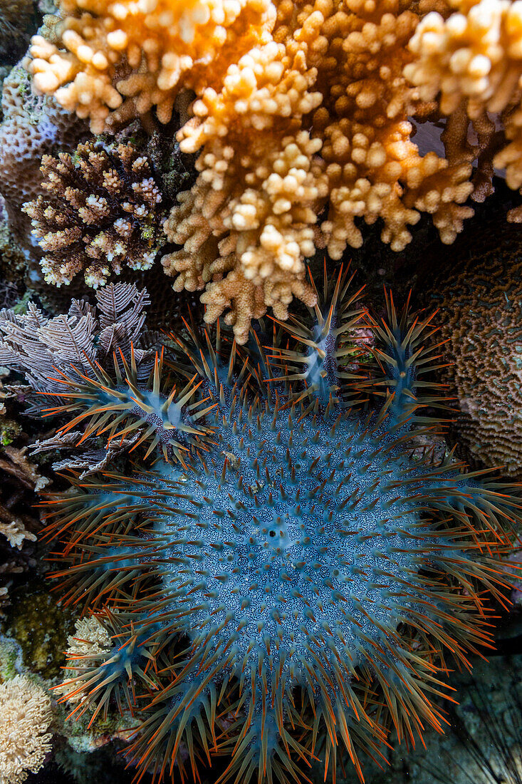 An adult Crown-of-Thorns starfish (Acanthaster planci), in the shallow reefs off Bangka Island, Indonesia, Southeast Asia, Asia\n