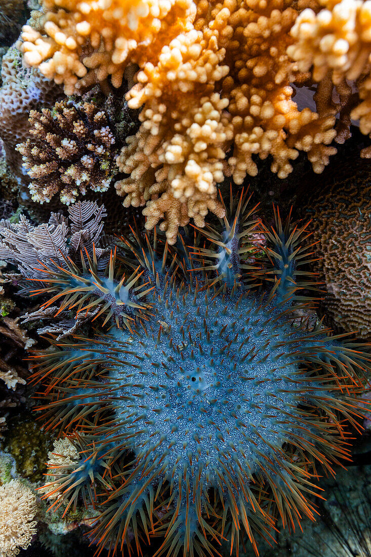 Ein ausgewachsener Hornissen-Seestern (Acanthaster planci), in den flachen Riffen vor der Insel Bangka, Indonesien, Südostasien, Asien