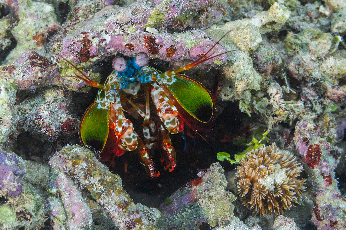 An adult peacock mantis (Odontodactylus scyllarus), in the Equator Islands, Raja Ampat, Indonesia, Southeast Asia, Asia\n