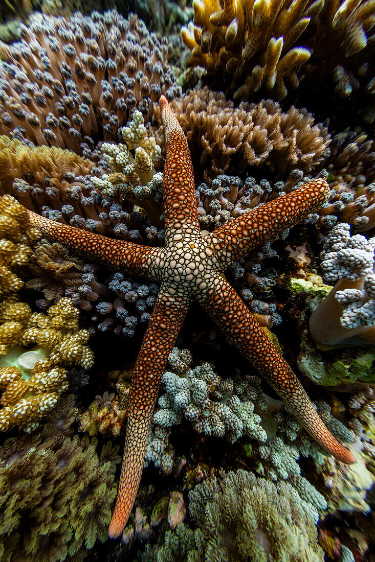 Ein ausgewachsener Halsband-Seestern (Fromia monilis), in den flachen Riffen vor der Insel Bangka, Indonesien, Südostasien, Asien