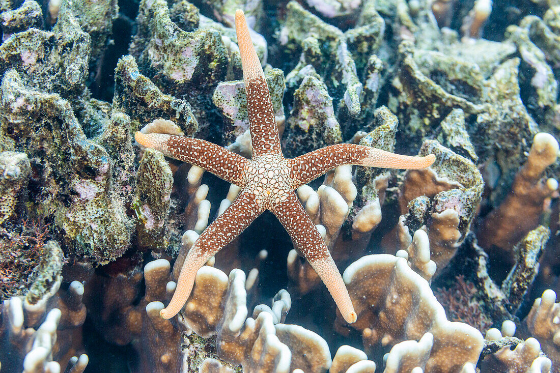 An adult necklace starfish (Fromia monilis), in the shallow reefs off Bangka Island, Indonesia, Southeast Asia, Asia\n