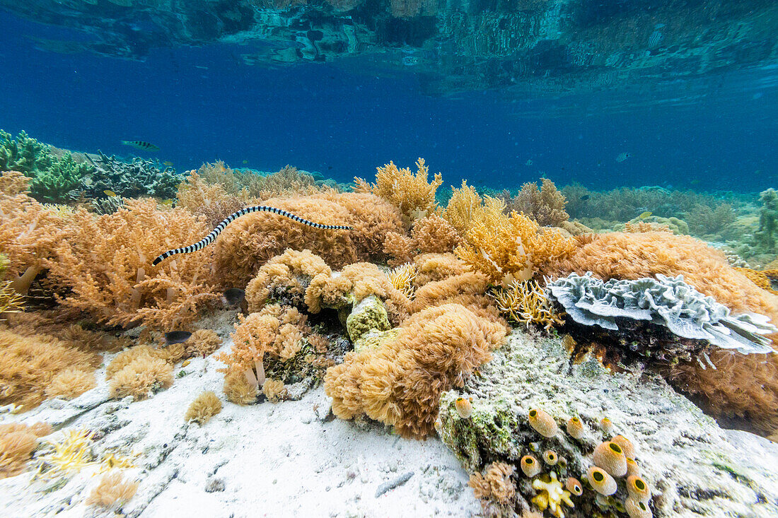 Ein erwachsener Gebänderter Seekrake (Laticauda colubrina), vor der Insel Bangka, vor der nordöstlichen Spitze von Sulawesi, Indonesien, Südostasien, Asien