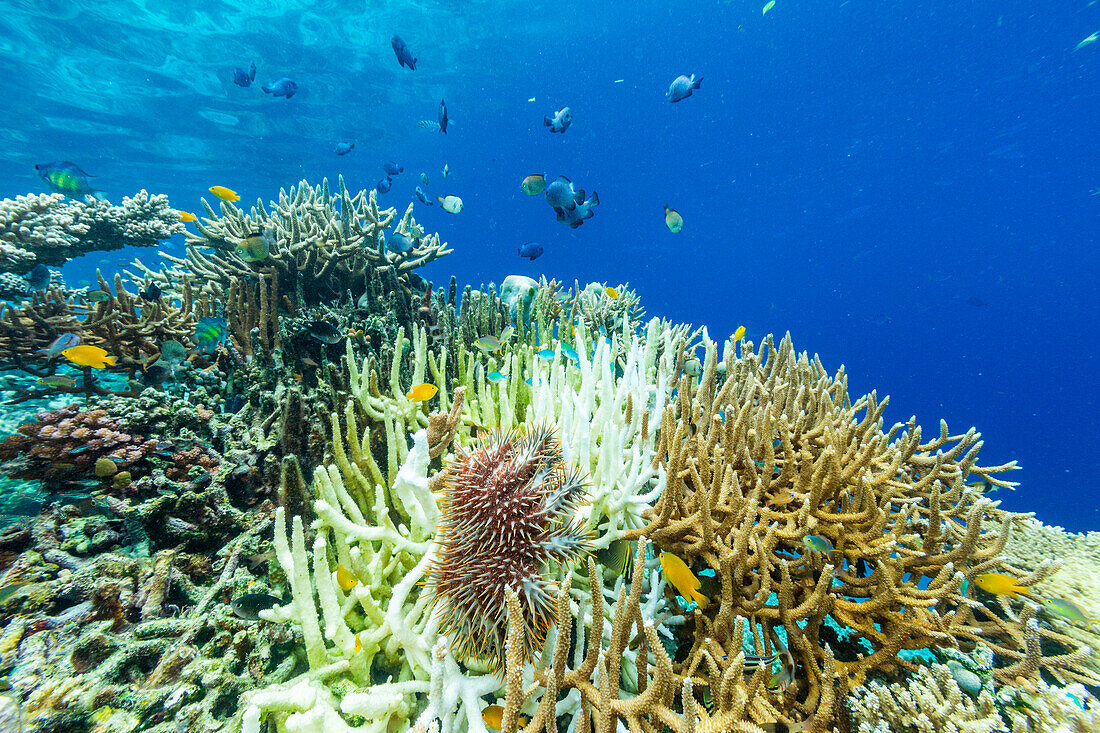 An adult Crown-of-Thorns starfish (Acanthaster planci), in the shallow reefs off Bangka Island, Indonesia, Southeast Asia, Asia\n