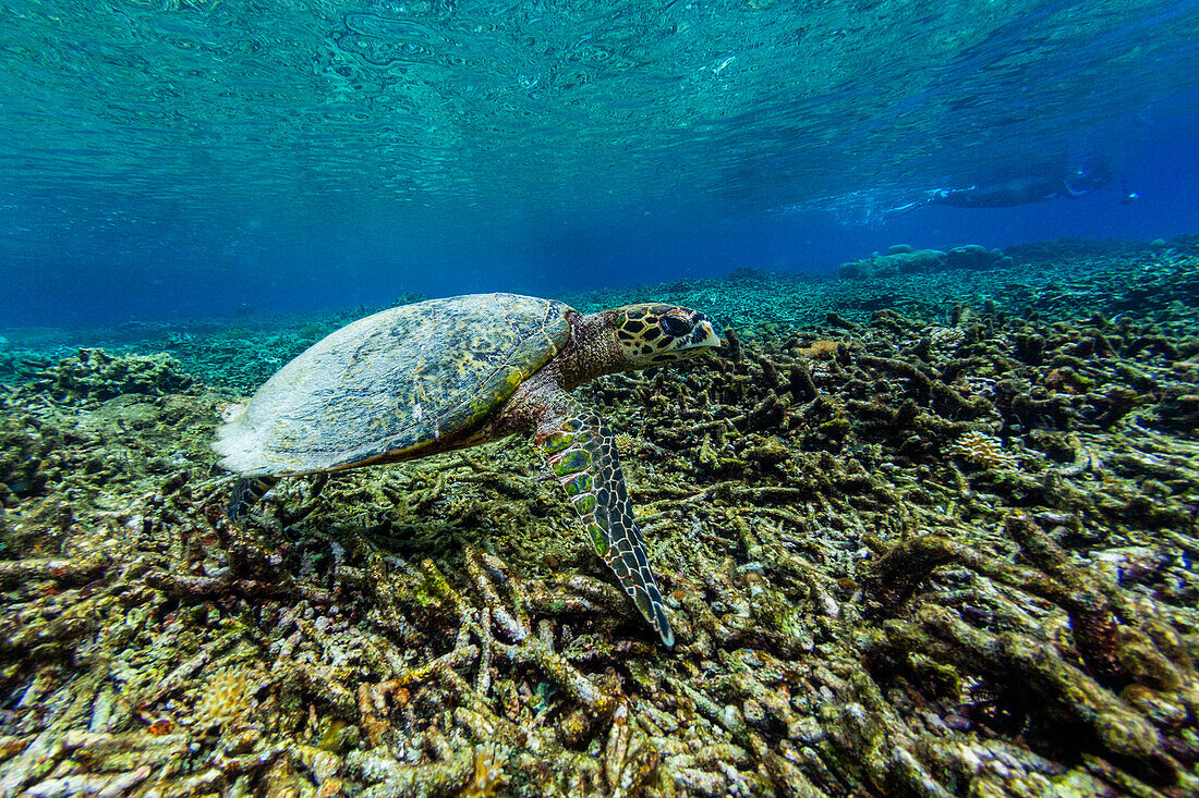 Eine ausgewachsene Echte Karettschildkröte (Eretmochelys imbricata), mit Fotograf am Sauwaderek Village Riff, Raja Ampat, Indonesien, Südostasien, Asien