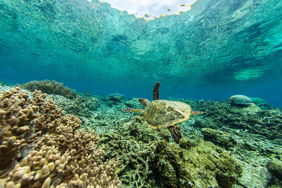 Eine ausgewachsene Echte Karettschildkröte (Eretmochelys imbricata), am Sauwaderek Village Reef, Raja Ampat, Indonesien, Südostasien, Asien