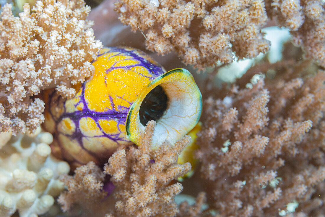 Eine goldene Seescheide (Polycarpa aurata), auf dem Riff vor der Insel Bangka, vor der nordöstlichen Spitze von Sulawesi, Indonesien, Südostasien, Asien