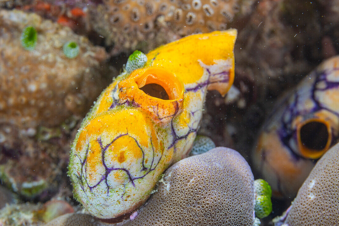 Eine goldene Seescheide (Polycarpa aurata), auf dem Riff vor der Insel Bangka, vor der nordöstlichen Spitze von Sulawesi, Indonesien, Südostasien, Asien