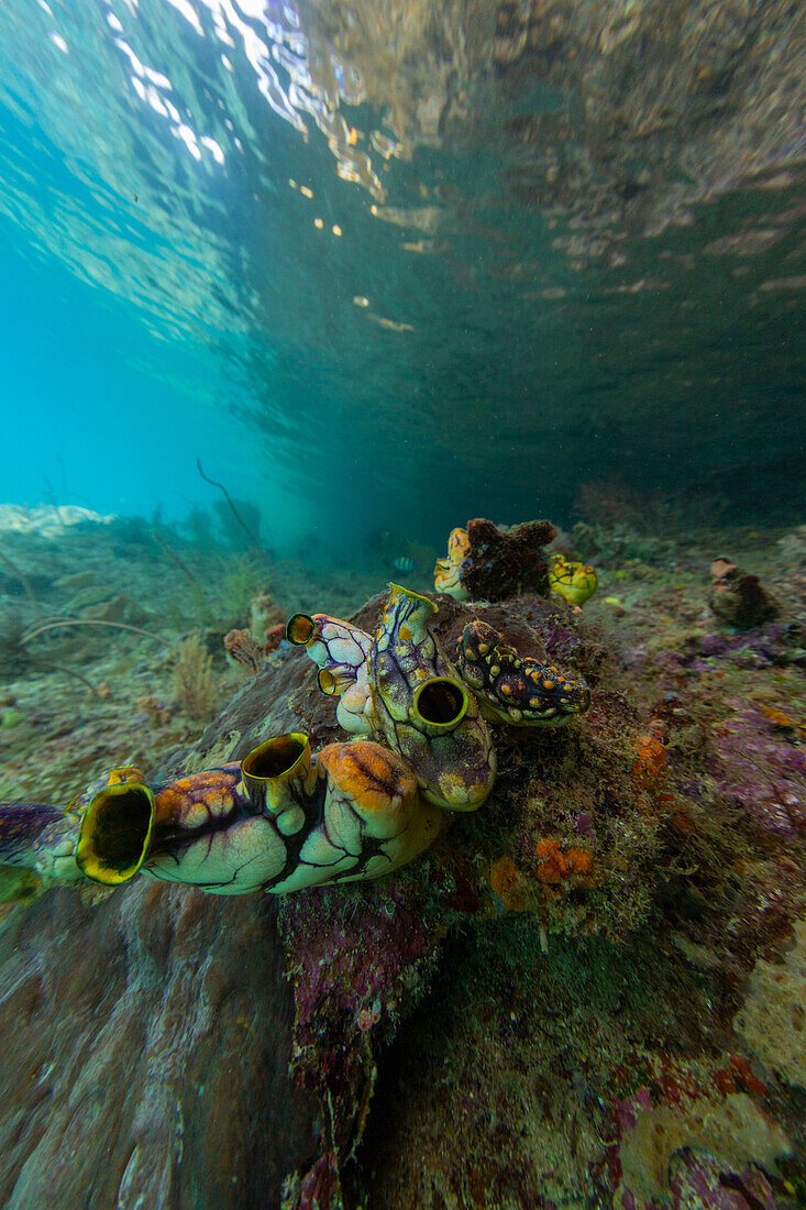 A golden sea squirt (Polycarpa aurata), on the reef off Freewin Wall, near Waigeo Island, Raja Ampat, Indonesia, Southeast Asia, Asia\n