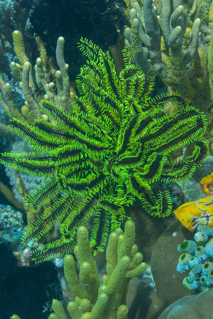 Bennett's feather star (Oxycomanthus bennetti), in the shallow reefs off Bangka Island, Indonesia, Southeast Asia, Asia\n